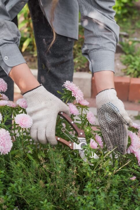 Wearing PVC dotted cotton gloves for gardening works